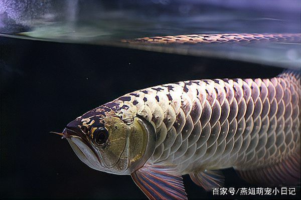 20厘米過背金龍魚多少錢一條：20厘米過背金龍魚價格