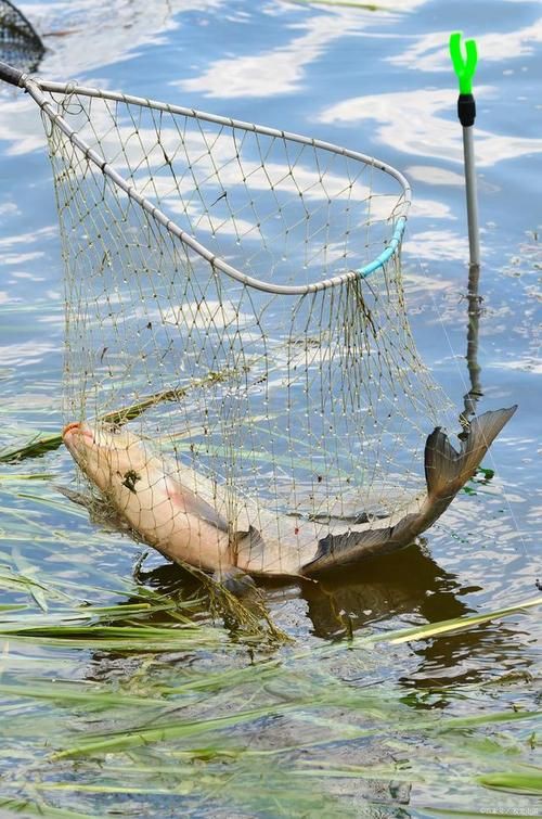 撈魚網圖片大全：京東漁網撈魚網品牌排行榜阿里巴巴1688漁具撈魚網品牌排行榜