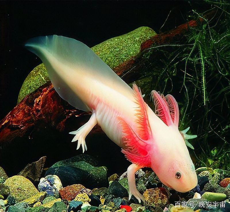 恐龍王魚兇猛嗎？：恐龍王魚屬于兇猛魚類其攻擊性和掠食性特征顯著