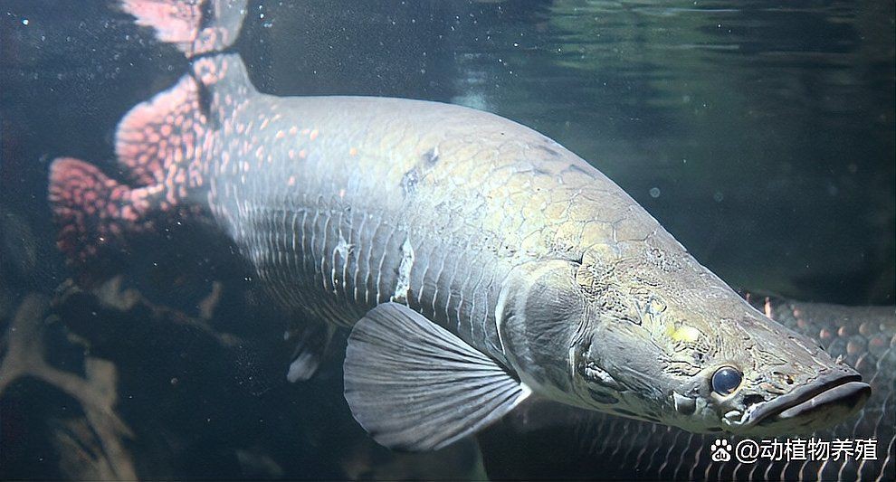 恐龍王魚兇猛嗎？：恐龍王魚屬于兇猛魚類其攻擊性和掠食性特征顯著