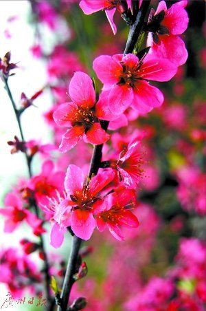 廣州花卉博覽園：華南地區(qū)規(guī)模最大、功能最全的花卉產(chǎn)業(yè)綜合園區(qū) 廣州花卉博覽園：華南地區(qū)規(guī)模最大、功能最全的花卉產(chǎn)業(yè)綜合園區(qū) 全國水族館企業(yè)名錄 第3張