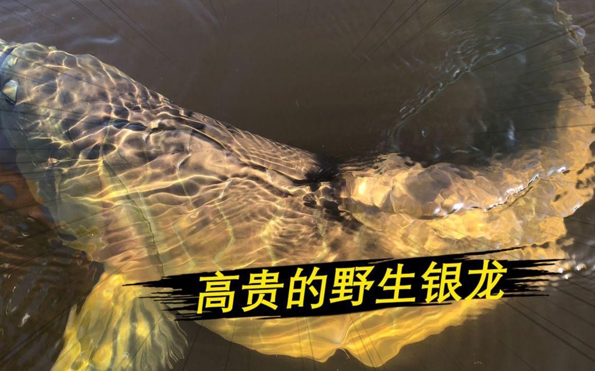 如何鑒別銀龍魚的血統純正性？：探秘銀龍魚世界