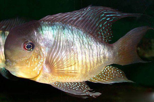 和尚魚長什么樣子：和尚魚的生活習性是怎樣的雌雄和尚魚的生活習性