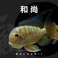 和尚魚長什么樣子：和尚魚的生活習性是怎樣的雌雄和尚魚的生活習性