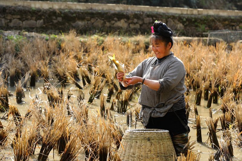 劍河龍魚店：劍河龍魚的價格是多少