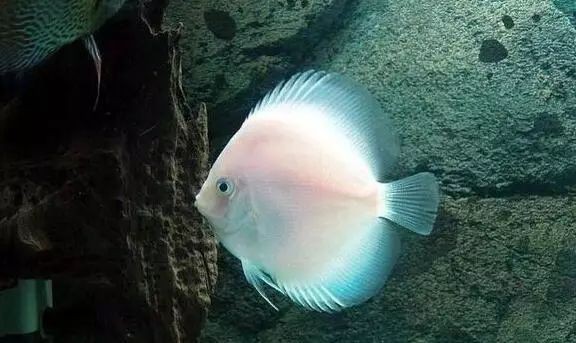 七彩神仙魚ph值對照表：七彩神仙魚ph值要求詳解