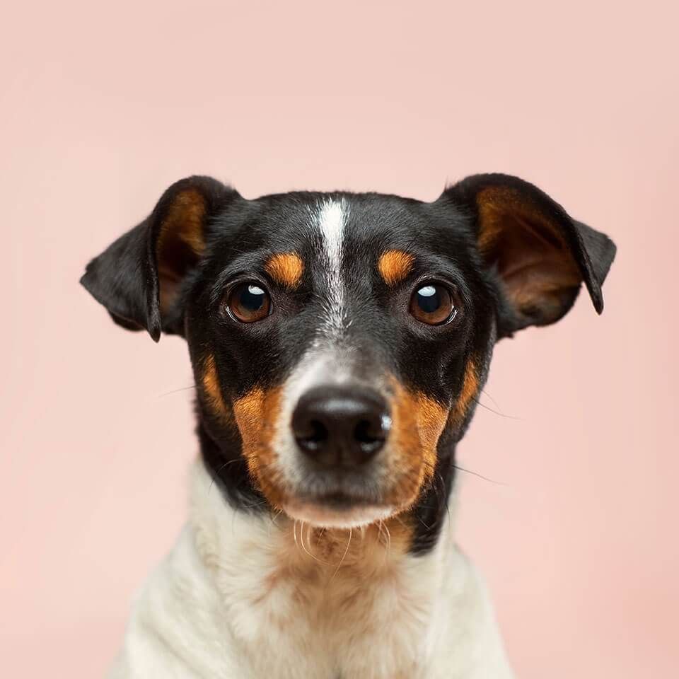 加熱棒選石英還是PTC:ptc和石英加熱棒哪個好 全國水族館企業名錄 第6張 加熱棒選石英還是PTC:ptc和石英加熱棒哪個好 加熱棒選石英還是PTC:ptc和石英加熱棒哪個好 全國水族館企業名錄 第6張