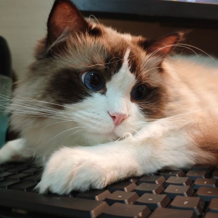 加熱棒選石英還是PTC:ptc和石英加熱棒哪個好 全國水族館企業名錄 第8張 加熱棒選石英還是PTC:ptc和石英加熱棒哪個好 加熱棒選石英還是PTC:ptc和石英加熱棒哪個好 全國水族館企業名錄 第8張