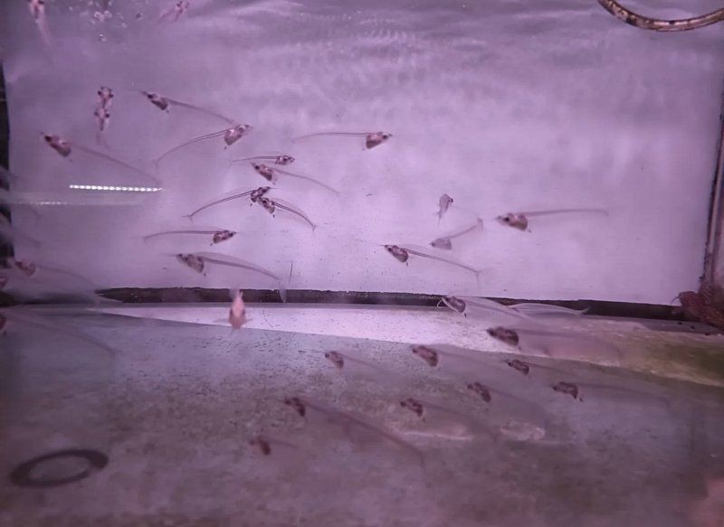 邯鄲水族批發市場：邯鄲水族市場調研報告