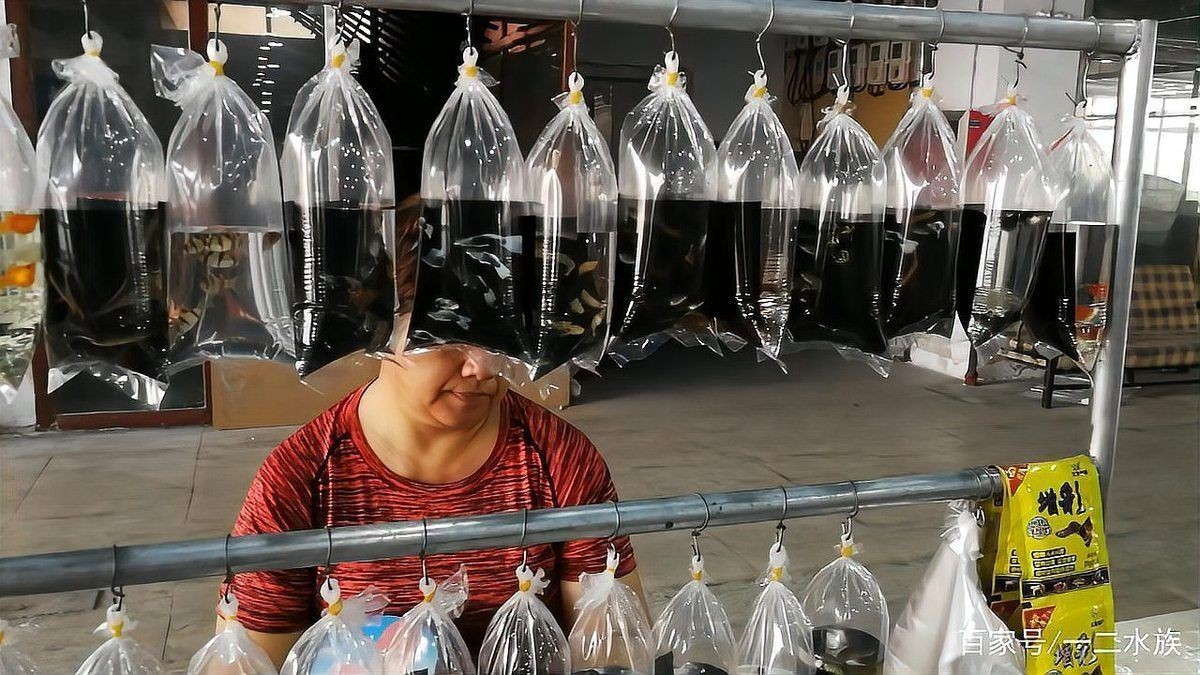 邯鄲水族批發市場：邯鄲水族市場調研報告