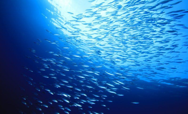 海洋科普知識：關于海洋科普知識的綜合介紹