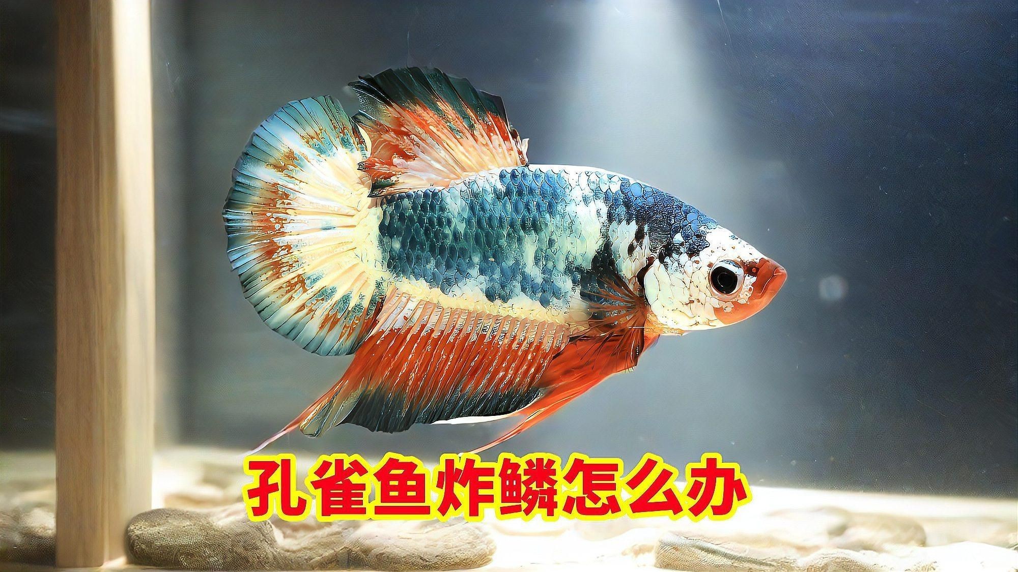 如何預防魚炸鱗的發生？：如何預防金魚炸鱗和腸炎