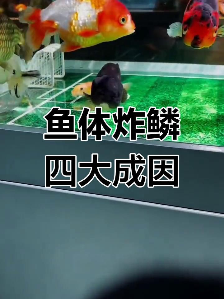 如何預防魚炸鱗的發生？：如何預防金魚炸鱗和腸炎