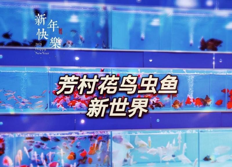 廣州賣觀賞魚的地方：廣州花鳥魚蟲新世界(、芳村花鳥魚蟲批發市場 廣州賣觀賞魚的地方：廣州花鳥魚蟲新世界(、芳村花鳥魚蟲批發市場 全國水族館企業名錄 第6張