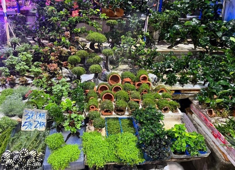 廣州賣觀賞魚的地方：廣州花鳥魚蟲新世界(、芳村花鳥魚蟲批發市場 廣州賣觀賞魚的地方：廣州花鳥魚蟲新世界(、芳村花鳥魚蟲批發市場 全國水族館企業名錄 第1張