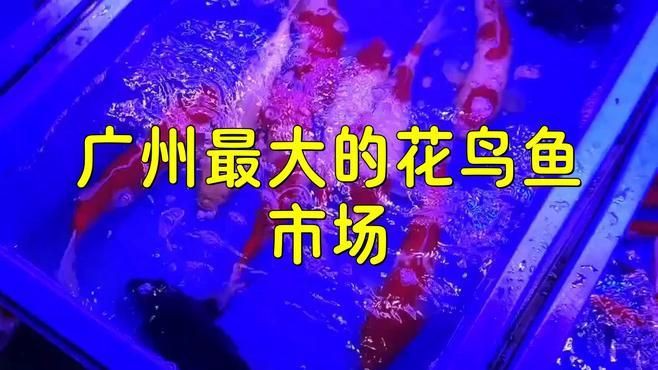 廣州賣觀賞魚的地方：廣州花鳥魚蟲新世界(、芳村花鳥魚蟲批發市場 廣州賣觀賞魚的地方：廣州花鳥魚蟲新世界(、芳村花鳥魚蟲批發市場 全國水族館企業名錄 第5張