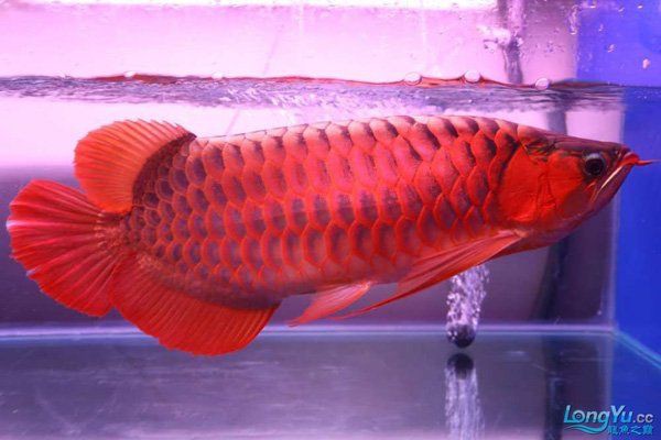 普通紅龍魚多少錢一條：2025年8月普通紅龍魚價格行情如下：低價與高價差異