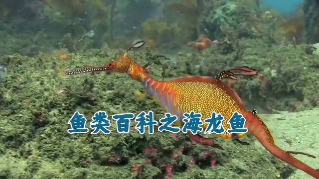 深海龍魚有哪些種類？：世界上最兇猛的海洋生物之深海龍魚