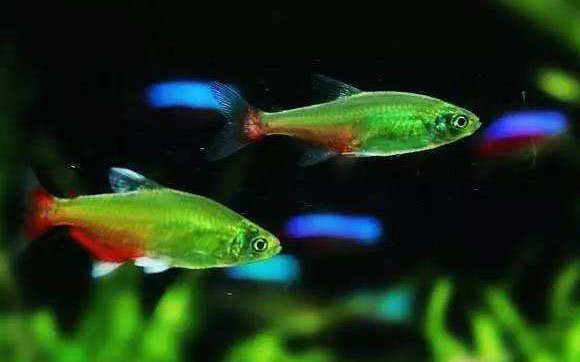 1206060魚缸養(yǎng)什么魚：南美缸養(yǎng)魚攻略