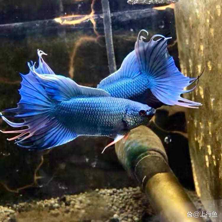 1206060魚缸養(yǎng)什么魚：南美缸養(yǎng)魚攻略