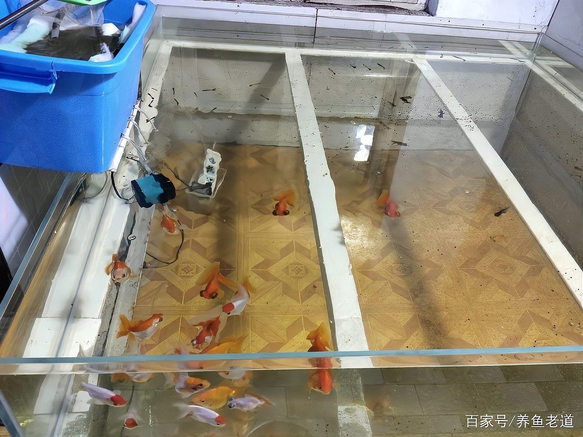 1206060魚缸養(yǎng)什么魚：南美缸養(yǎng)魚攻略