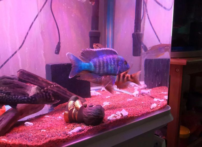 1206060魚缸養(yǎng)什么魚：南美缸養(yǎng)魚攻略