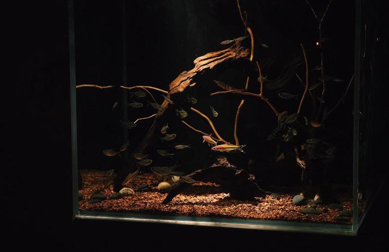 1206060魚缸養(yǎng)什么魚：南美缸養(yǎng)魚攻略