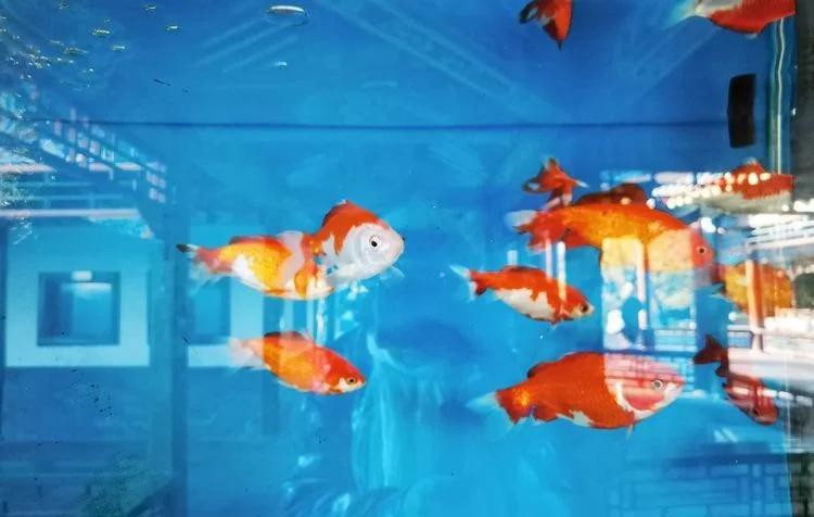 世界十大水族寵物：世界十大水族寵物鑒賞