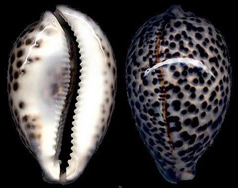 恐龍王魚一般什么檔次：農林博物院里面的“虎”以虎為名的動物(上)