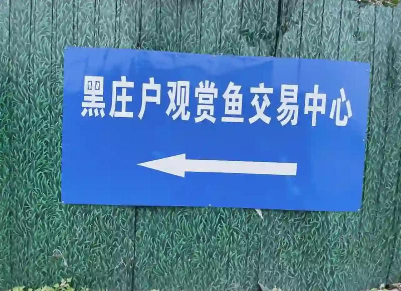 恐龍王魚一般什么檔次：農林博物院里面的“虎”以虎為名的動物(上)