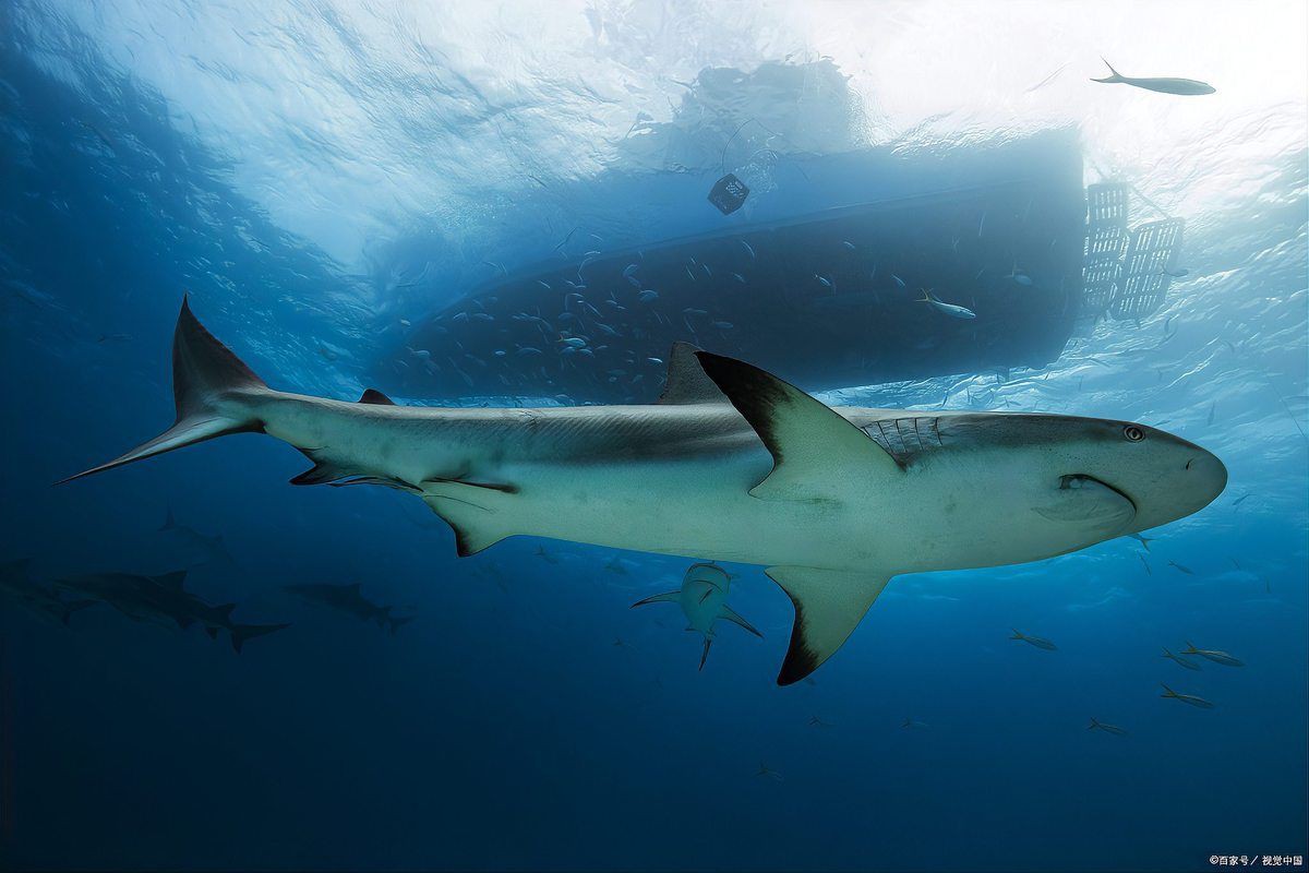 旱鯊兇猛還是撒旦壓嘴兇猛：旱鯊與撒旦鴨嘴的兇猛程度對比