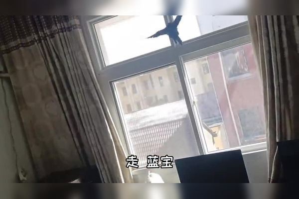 和尚鸚鵡多少價位一只：和尚鸚鵡多少一只