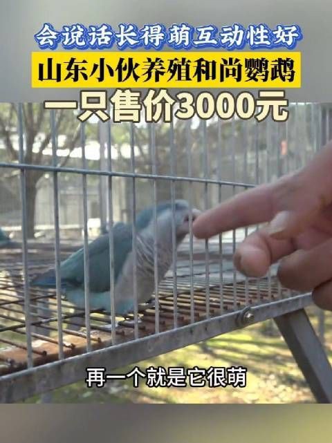 和尚鸚鵡多少價位一只：和尚鸚鵡多少一只