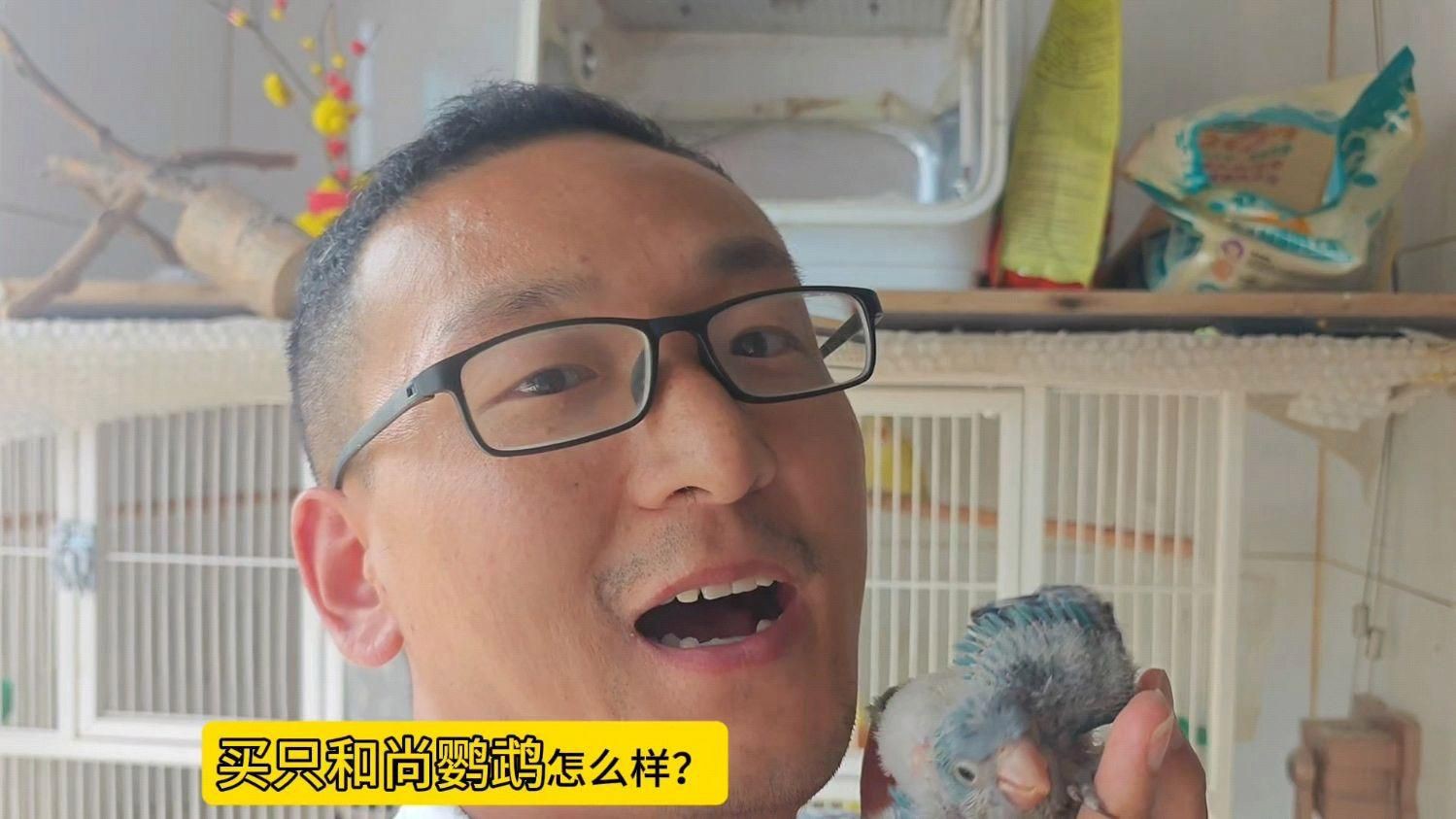 和尚鸚鵡多少價位一只：和尚鸚鵡多少一只