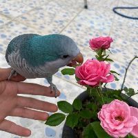 和尚鸚鵡多少價位一只：和尚鸚鵡多少一只