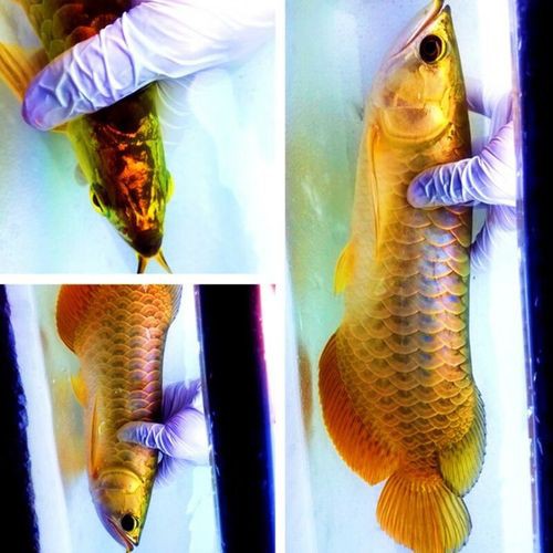 24k金頭過背最簡單三個步驟圖片：24k金頭過背金龍魚的培育與鑒賞