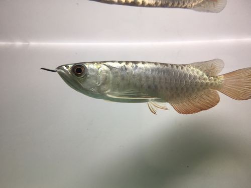 24k金頭過背最簡單三個步驟圖片：24k金頭過背金龍魚的培育與鑒賞