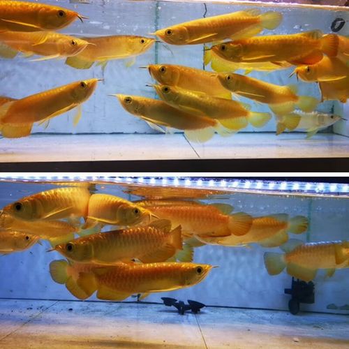 24k金頭過背最簡單三個步驟圖片：24k金頭過背金龍魚的培育與鑒賞