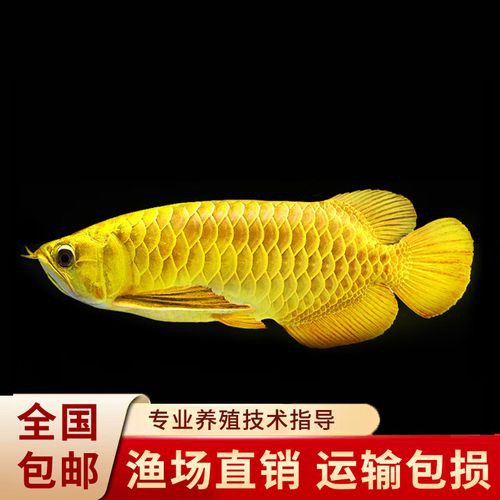 24k金頭過背最簡單三個步驟圖片：24k金頭過背金龍魚的培育與鑒賞