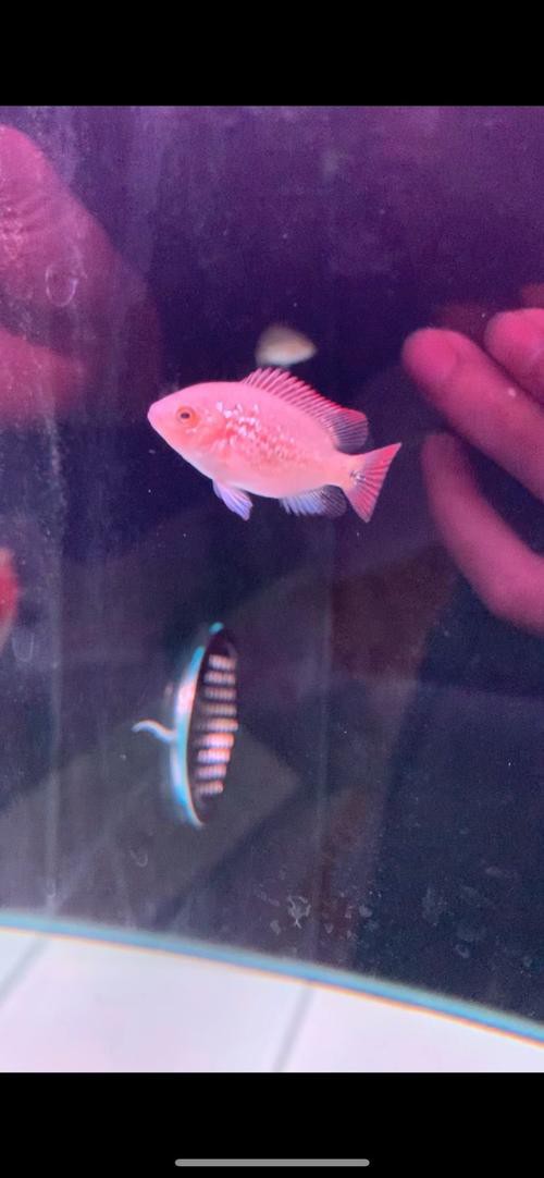 24k金頭過背最簡單三個步驟圖片：24k金頭過背金龍魚的培育與鑒賞