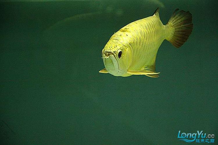 24k金頭過背最簡單三個步驟圖片：24k金頭過背金龍魚的培育與鑒賞