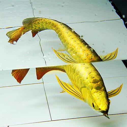 24k金頭過背最簡單三個步驟圖片：24k金頭過背金龍魚的培育與鑒賞