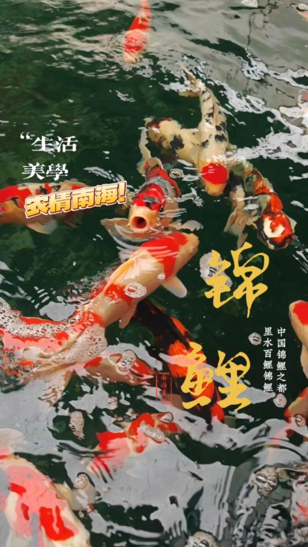 買錦鯉去哪里買：哪里能買到高品質(zhì)品質(zhì)錦鯉