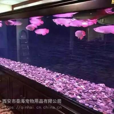 榆林水族批發市場：榆林市水族批發市場