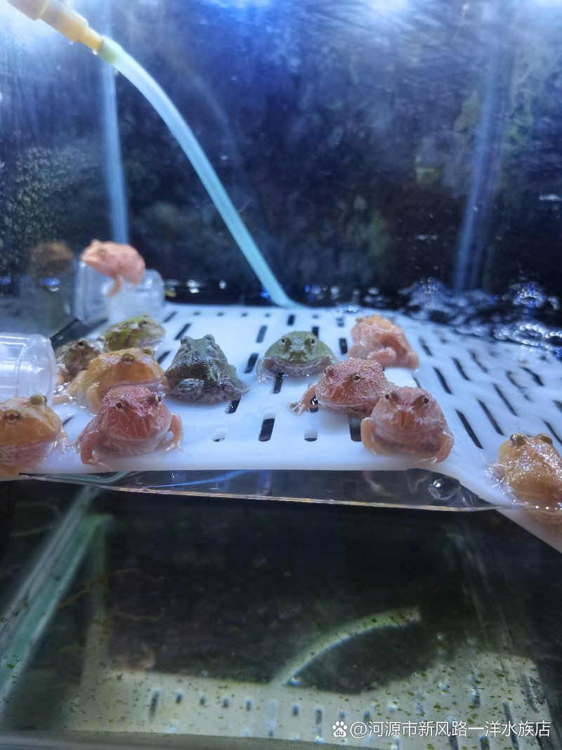 河源魚缸店：關于河源市魚缸店的綜合信息