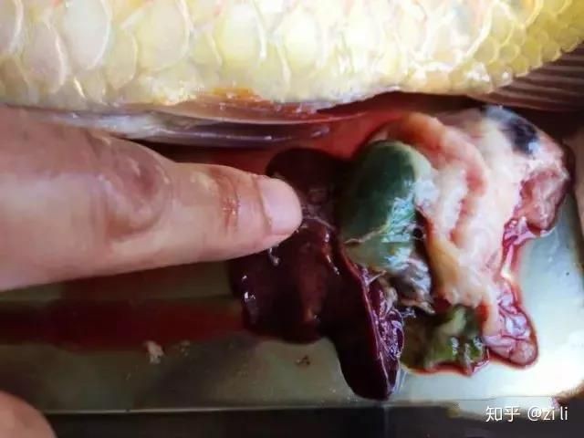 李亞四紅龍魚會紅嗎：怎么把紅龍魚養得更紅影響因素很多