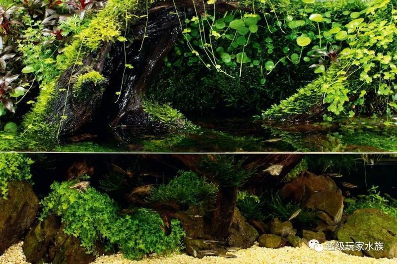 邢臺魚缸維護(hù)：邢臺地區(qū)魚缸科學(xué)維護(hù)全攻略