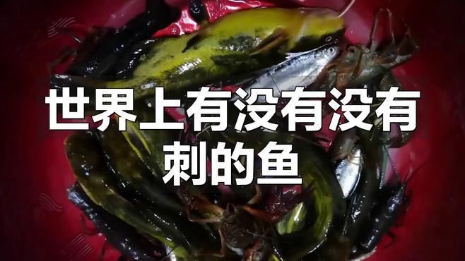 沒刺的魚叫什么魚：世界上有沒有沒有刺的魚