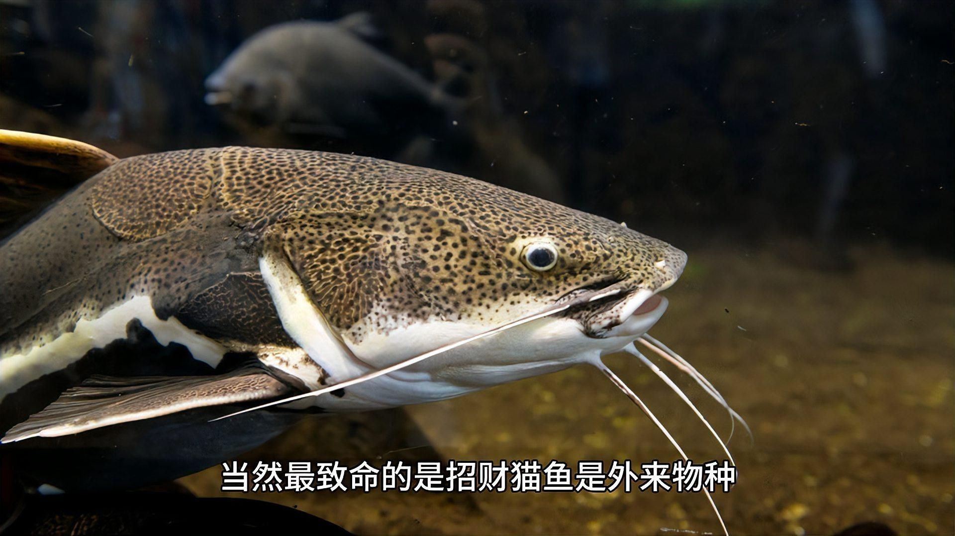 招財貓魚為什么不建議養(yǎng)：招財貓魚為何不建議養(yǎng)