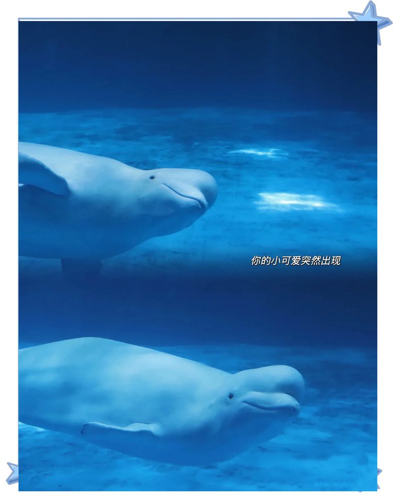 儋州水族店：儋州水族店哪個(gè)最大